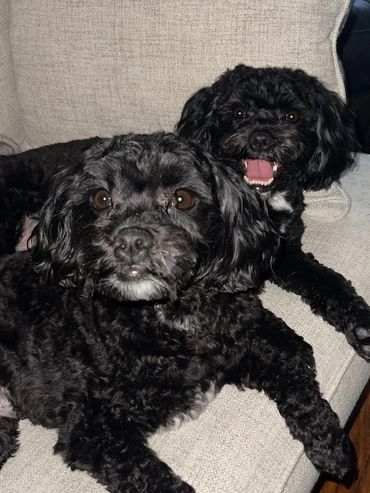 Troys pups, Oscar and Oreo