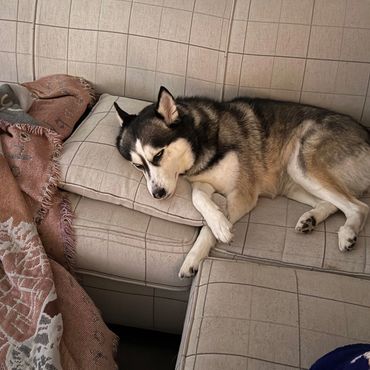 Husky laying on a couch