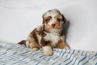 A fluffy tricolor puppy sitting on a striped blanket.