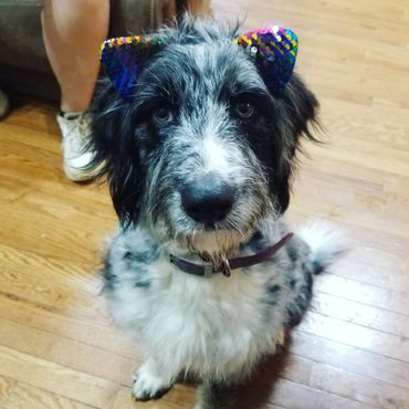 A black and white dog wearing colorful sequin cat ears.