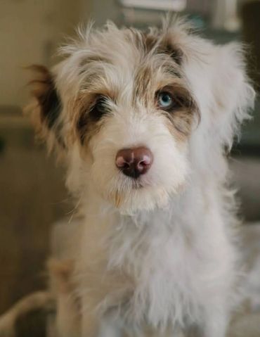 Close-up of a fluffy dog with one blue eye and a pink nose.