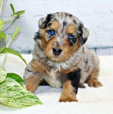 A fluffy puppy with striking blue eyes sitting on a white surface.