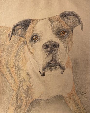 Custom Pet Portrait.  Colored Pencil on paper.