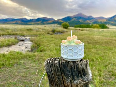 Small succulent candle. Fall colored.