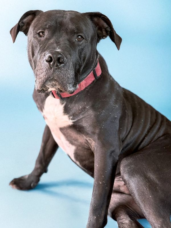 Batman is a senior boy available for adoption to families in Arizona!