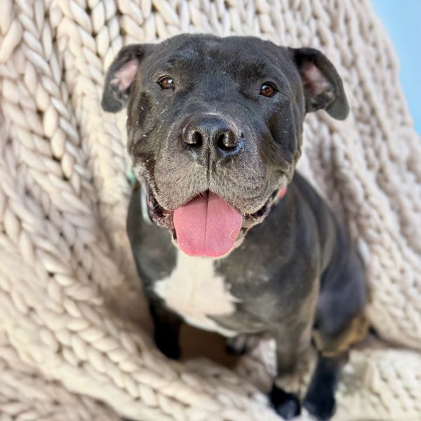 Batman is a senior boy available for adoption to families in Arizona!