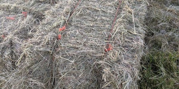 bales of orchard grass for sale in Eugene Oregon.