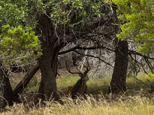 Axis Deer Hunts Texas