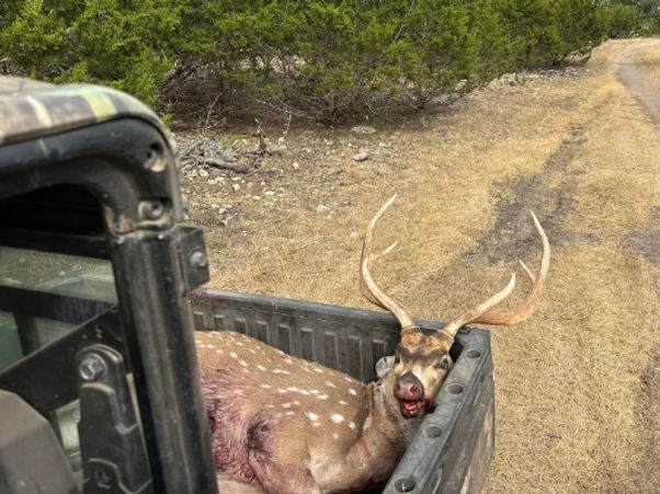 Axis Deer Hunts Texas