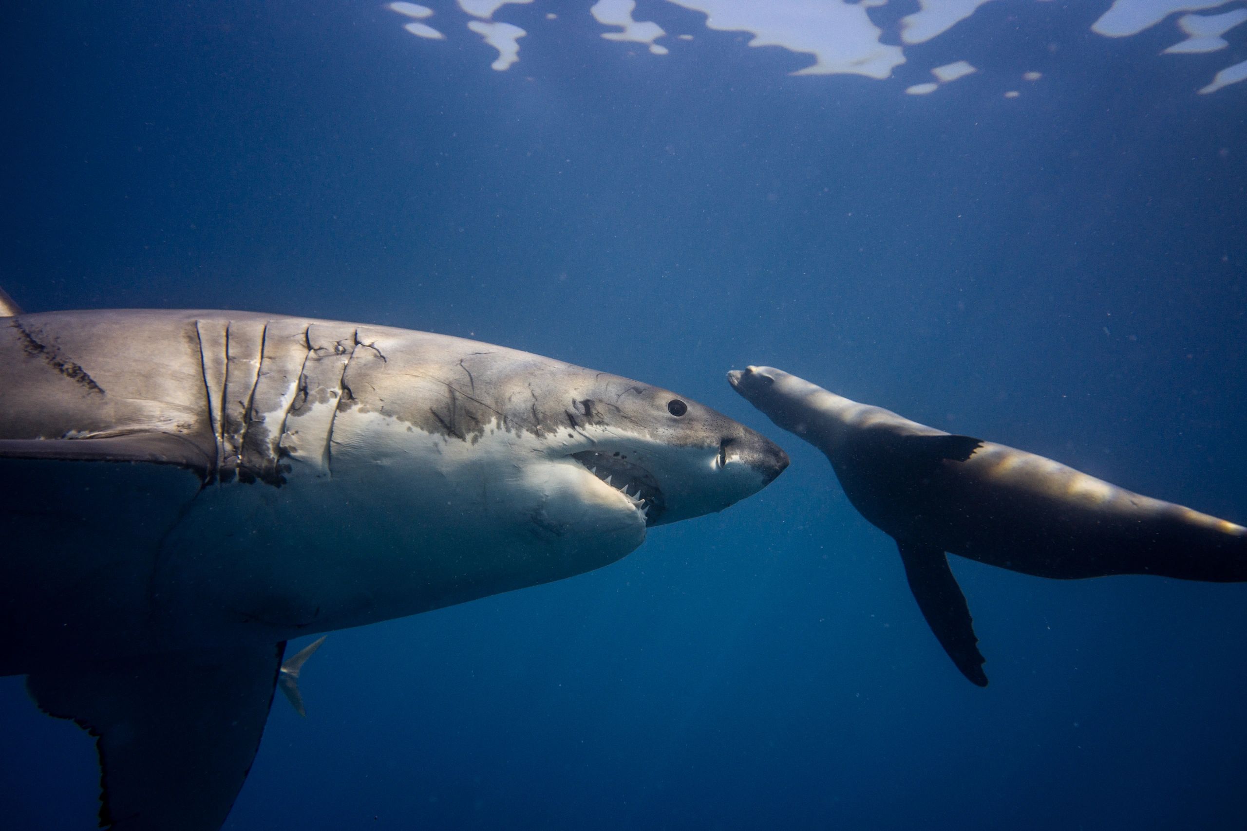 Great White Shark with California Fur Seal.
