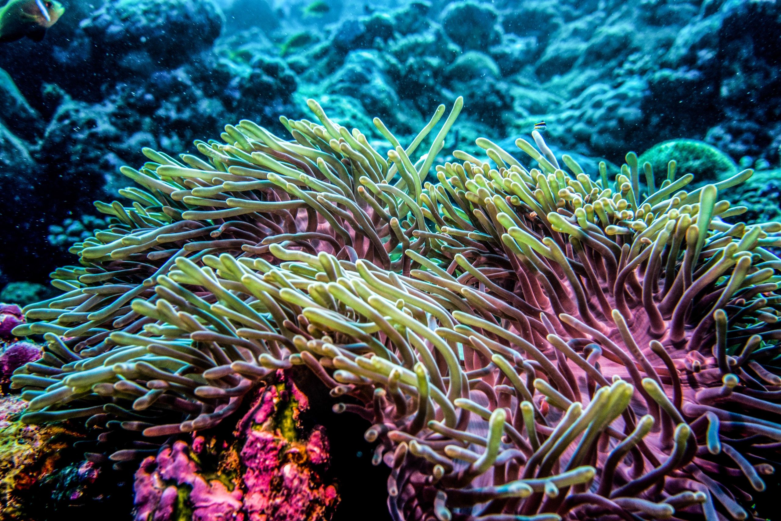 Anemone (similar to a jellyfish)
Wakatobi, Indonesia