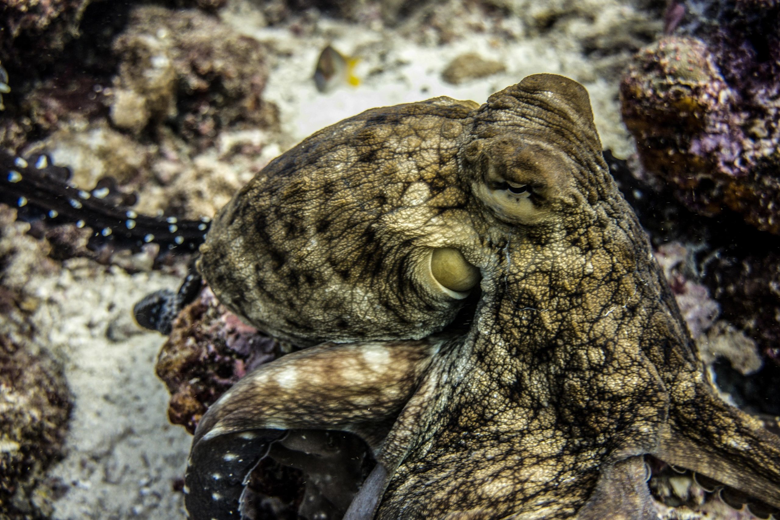 Female Octopus
Maldives, Indian Ocean