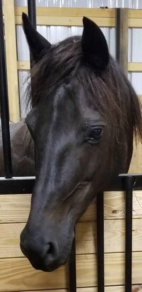 Sara
Connemara Pony (ACPS)
DOB: 05/25/2002 - 11/5/2024