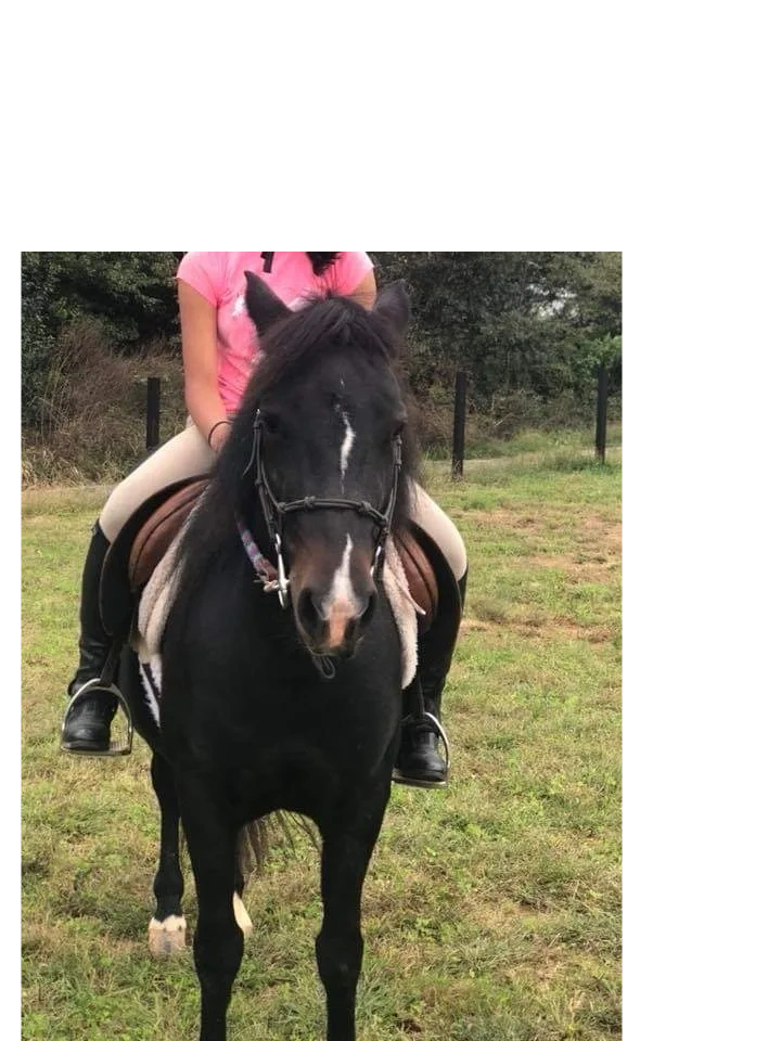 Truffle 
Dartmoor/Welsh X
DOB: maybe 2009