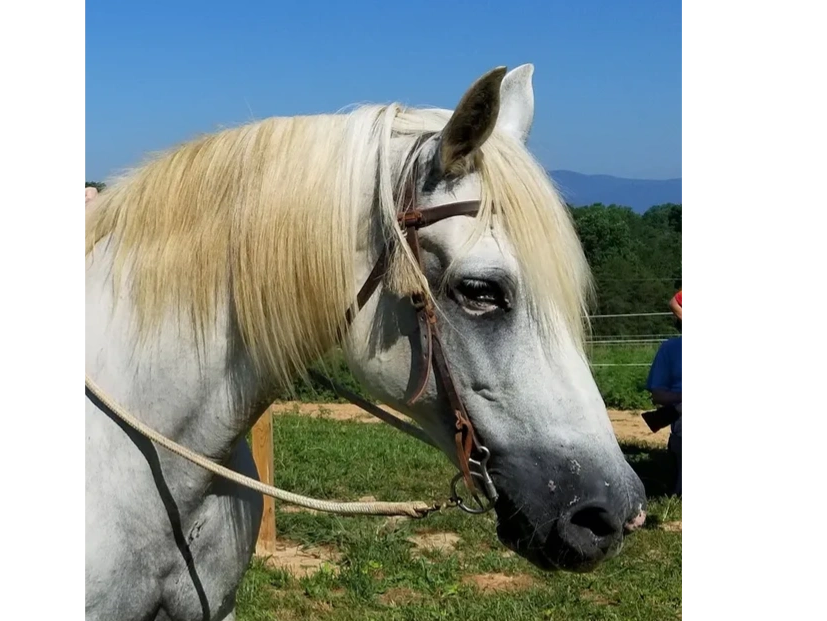 Ella (Elegante)
PRE Andalusian
DOB: 1998