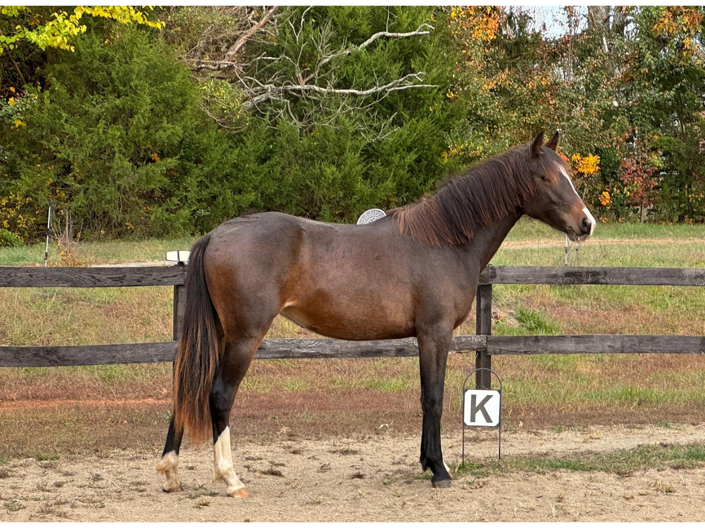 Callisto 
(DDHF Callisto Fineen)
Connemara Pony
DOB: 05/01/2022