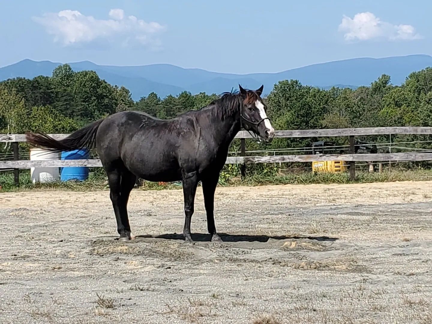 Doc (Docs Sans Freight)
AQHA
DOB: 2000