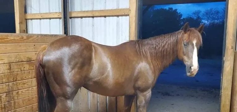 Tiara
Quarter Horse 
DOB: 06/1/2003