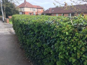 Neatly trimmed hedge along a sidewalk in a residential area with brick houses.
