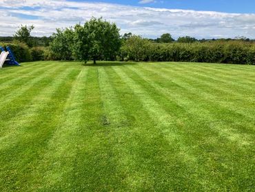 Well-manicured lawn with striped mowing patterns and a tree in the background.