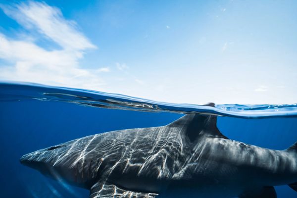 Shark diving with shark addicts