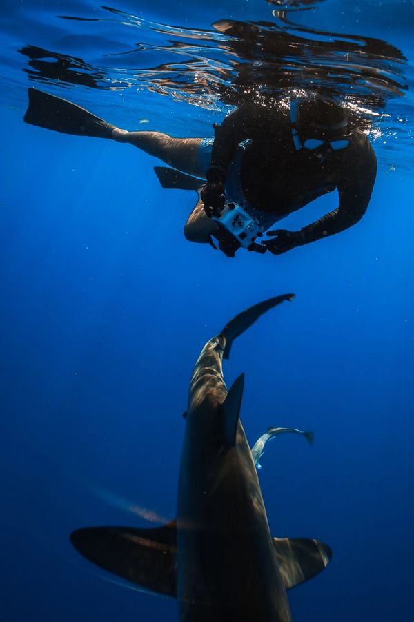 Jupiter Florida shark diving
