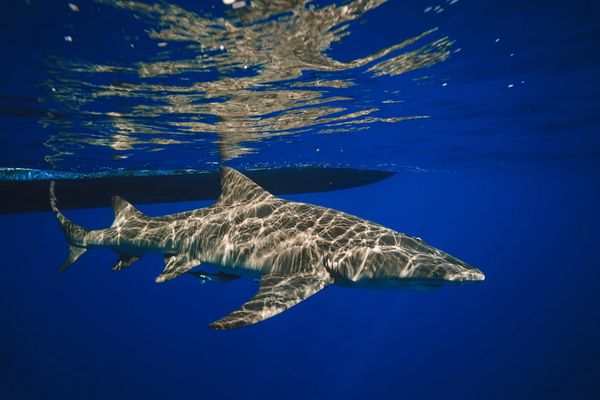 Diving with sharks in Florida