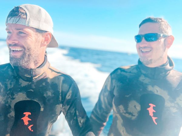 shark diving in florida