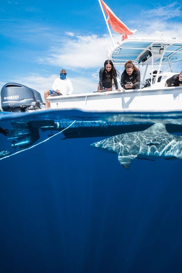 Shark diving in Florida in cage