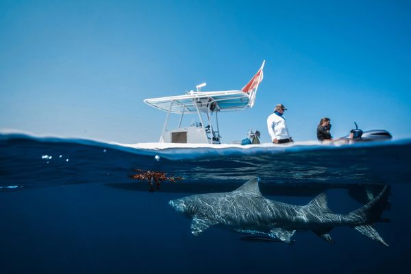 Shark diving in Jupiter Florida