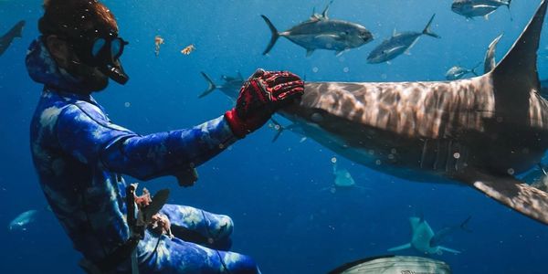 Shark Addicts, Shark Diving, Florida Shark Diving, shark Safari Jupiter, Shark Addicts Jupiter