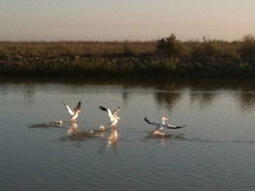 White pelicans on the Rio Hardy