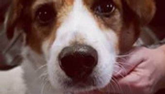A Jack Russel dog receiving animal Reiki.