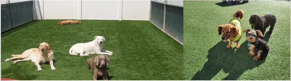 Lucky Dog Barks And Recreation Dog Boarding Dog Daycare