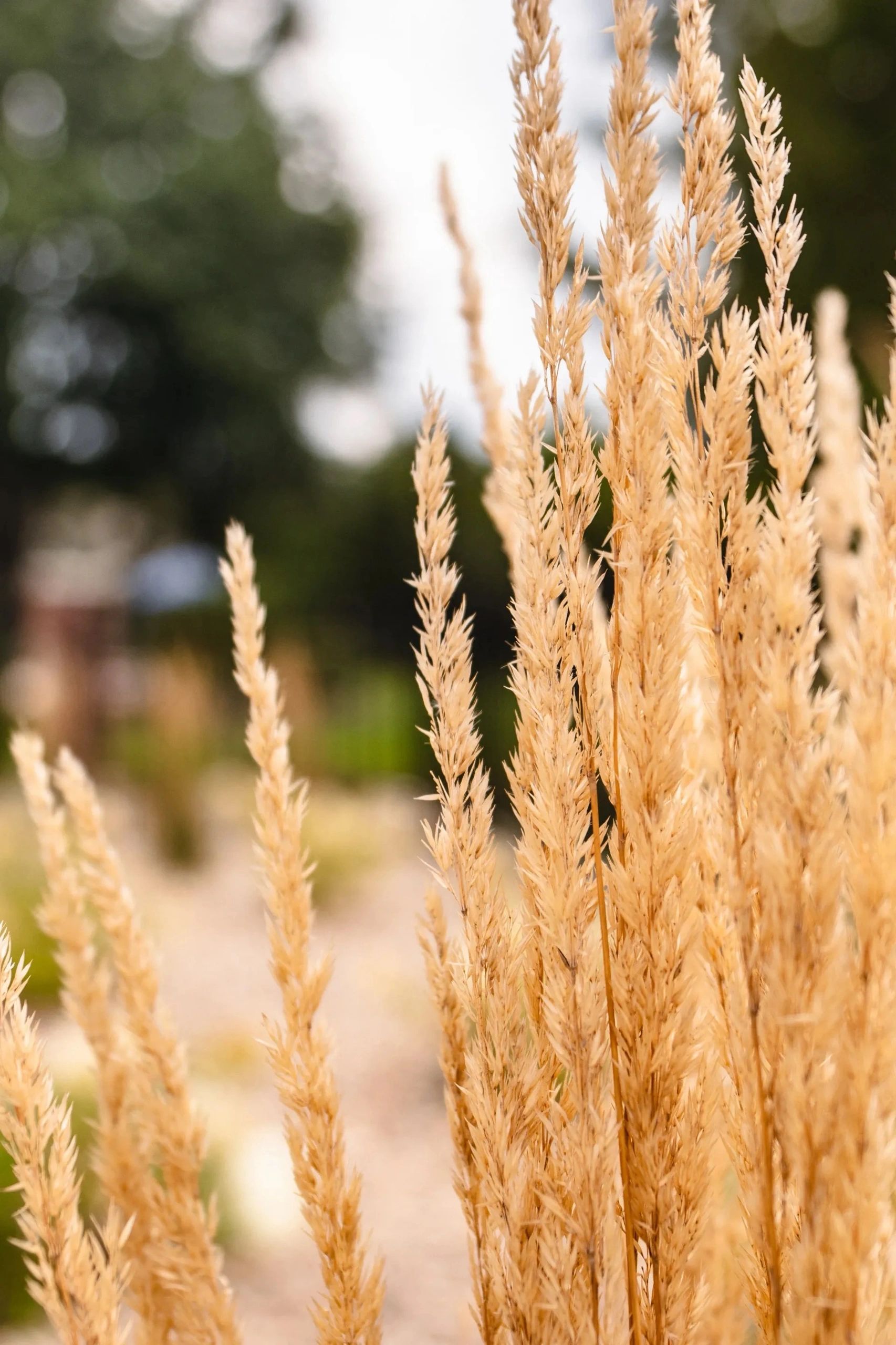 Close-up of dry wheat grass with blurred background.
