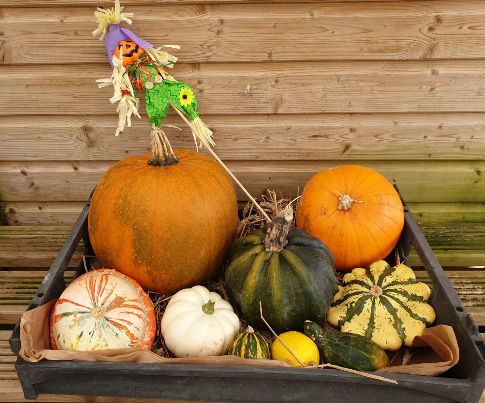 Autumn Pumpkin & Gourds Selection £ 20.00 while stocks last. Available to order on web shop in Hallo