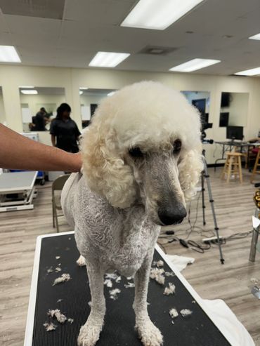 groomed this beautiful poodle