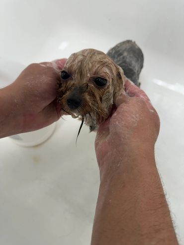 bathing this cutie Yorkie