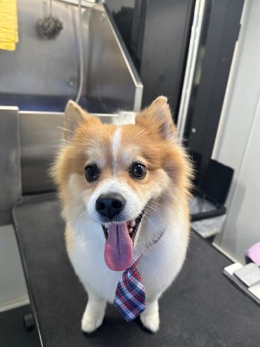 Cute Pomeranian with a little bowtie