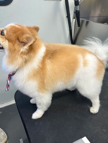 cut this Pomeranian hair