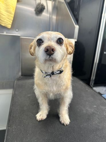 groomed this cutie with a little bow