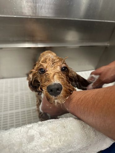 bathing this cute pup