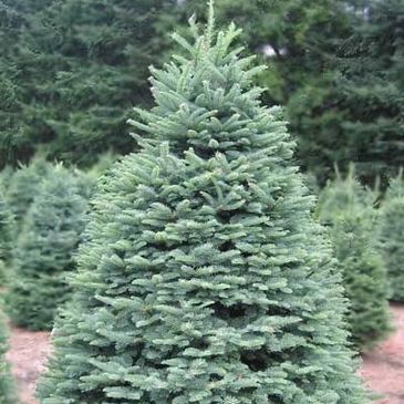 Premium Noble Fir, Christmas tree