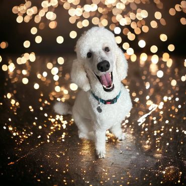 Happy white poodle with sparkling lights background.