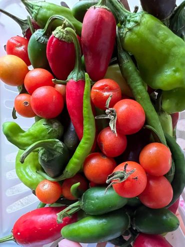 Hedges' Farm Variety Vegetable Basket with tomatoes and peppers.