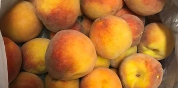 Delicious and juicy farm fresh peaches from here at Hedges' Farm.