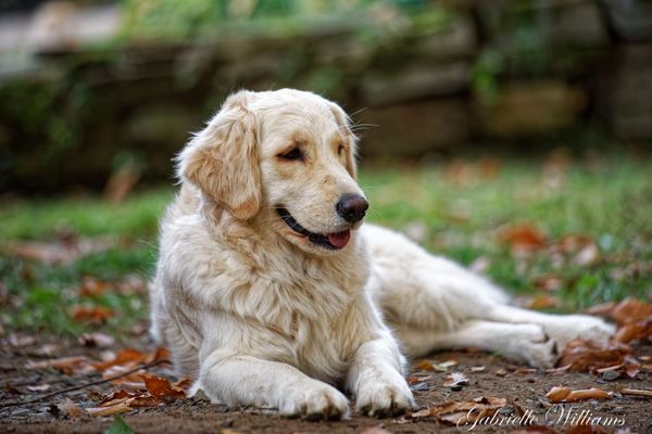 Le Chenil du Vieux Lutin
Élevage de Golden Retriever