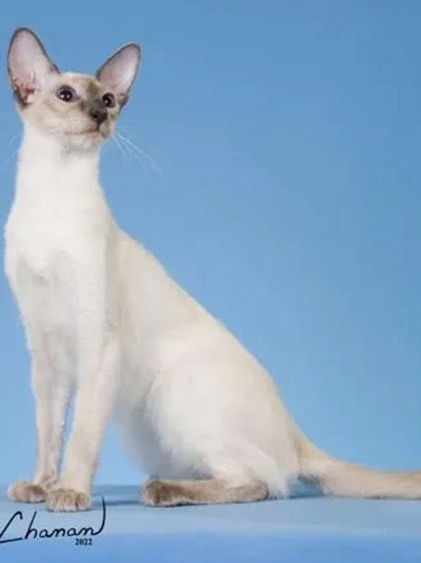 Picture of a Siamese Cat