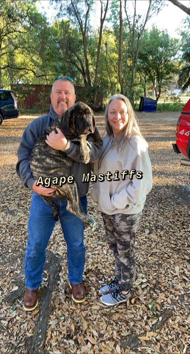 English Mastiff Puppy going to their forever home