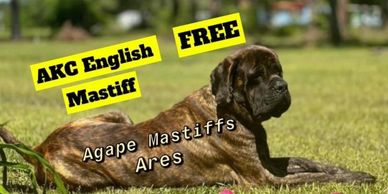 English Mastiff Ares